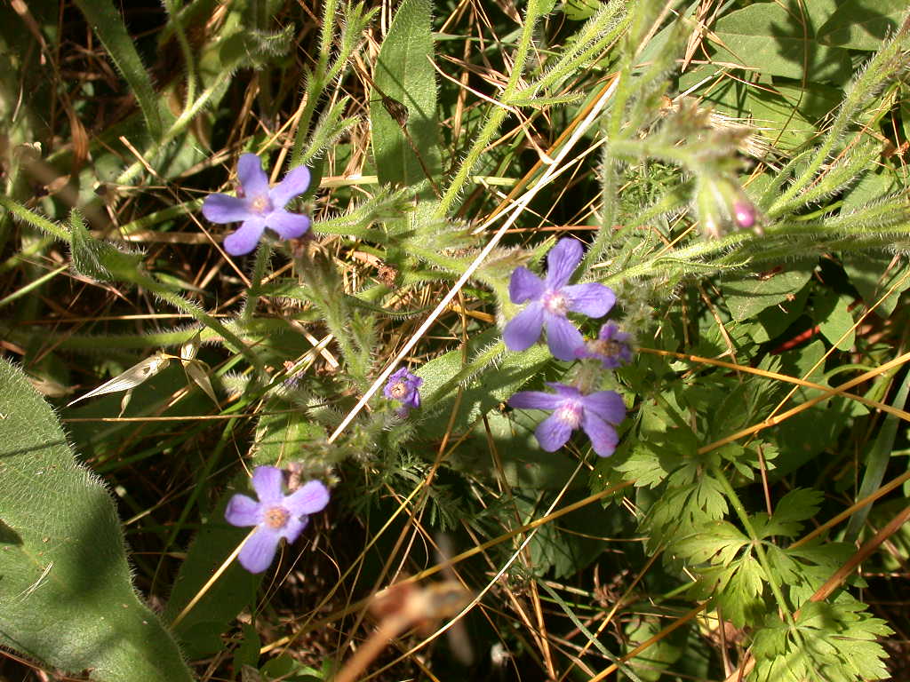 Anchusa azurea (=italica) / Buglossa azzurra